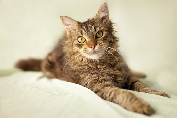 10 most expensive breeds of cats