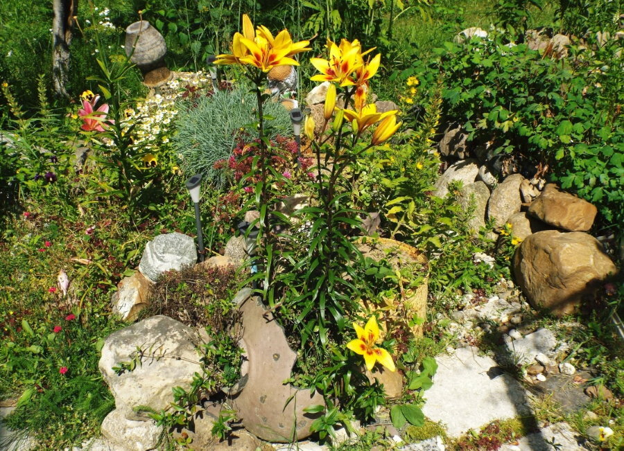 Żółto-pomarańczowe lilie wśród kamieni w ogrodzie skalnym