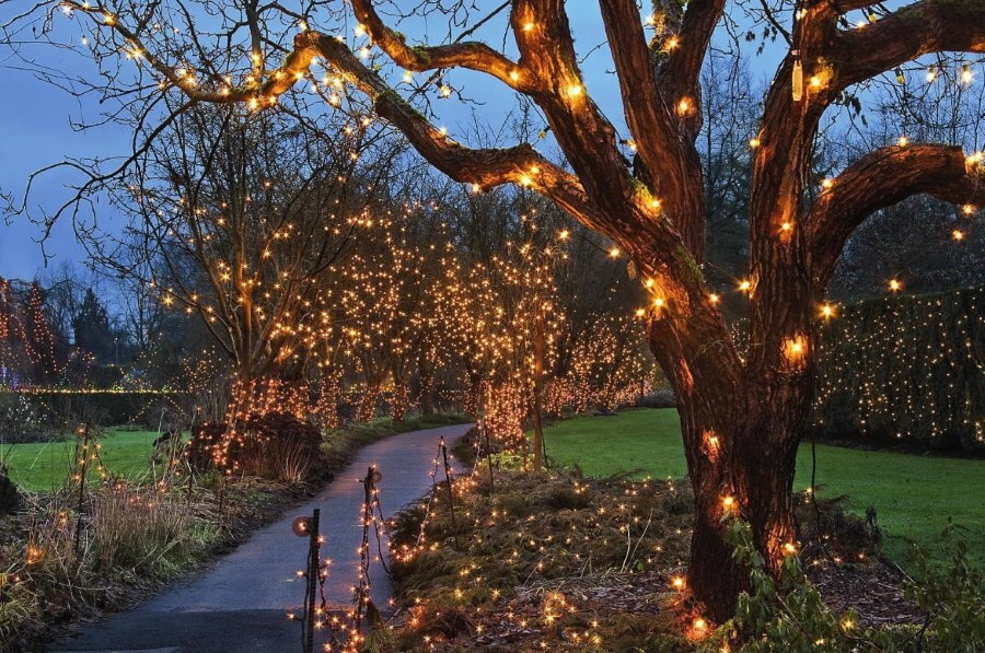 Illuminazione decorativa dei tronchi degli alberi da giardino