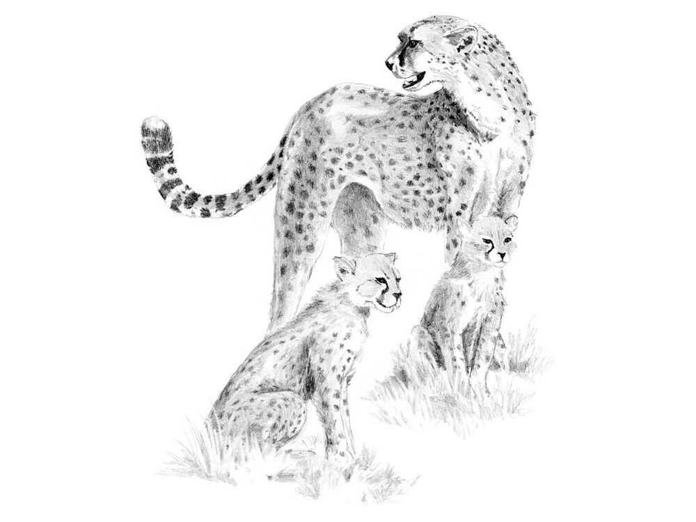 Conjunto de dibujo " Leopardos"