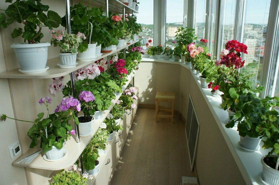 De locatie van bloeiende planten in het interieur van de loggia