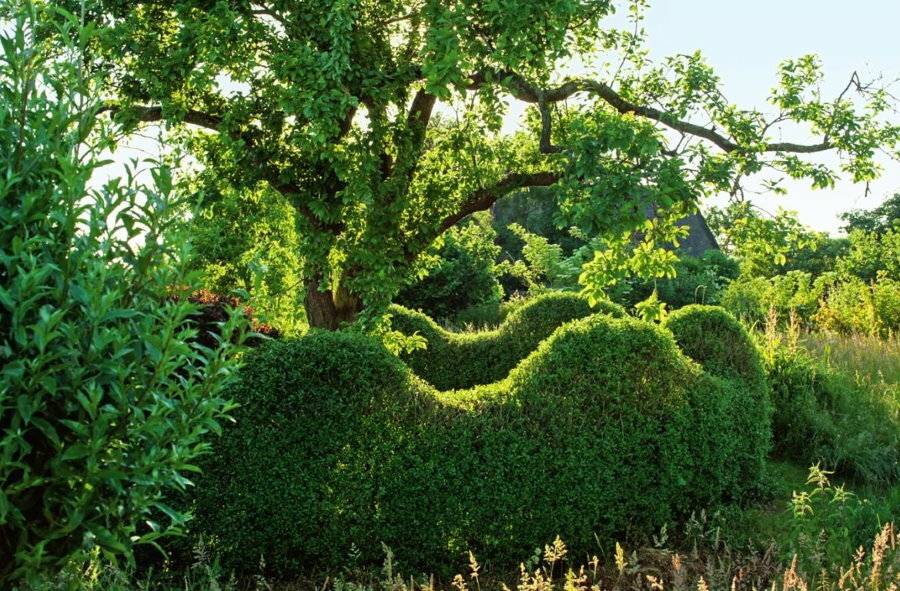 Undulating hedge of undulating shape made of common privet