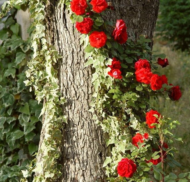 Rózsaágakra mászni egy elhalt fán
