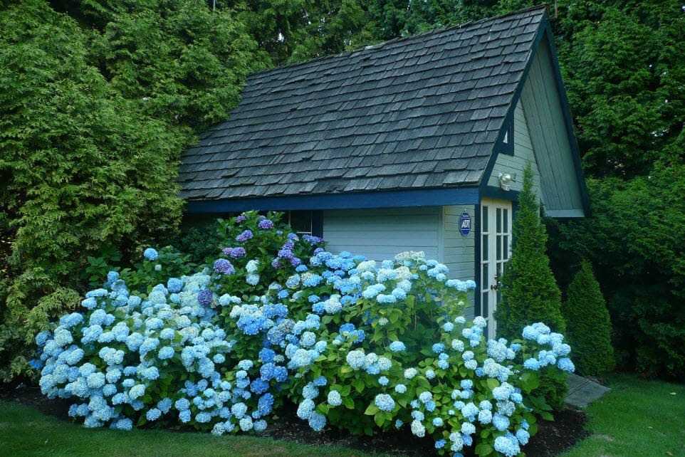 Flowering hydrangea bushes near the wall of the utility block