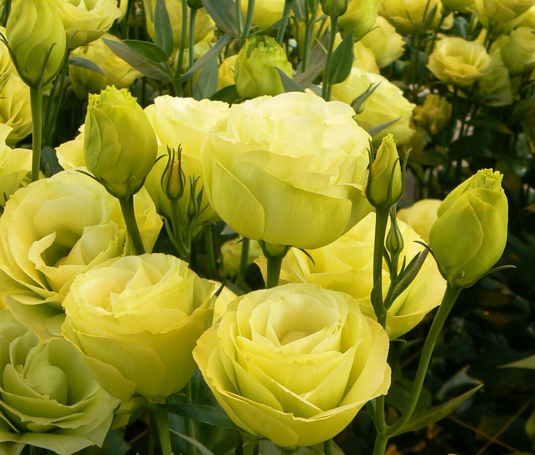Krásné květiny eustoma Žluté jemného citronového odstínu