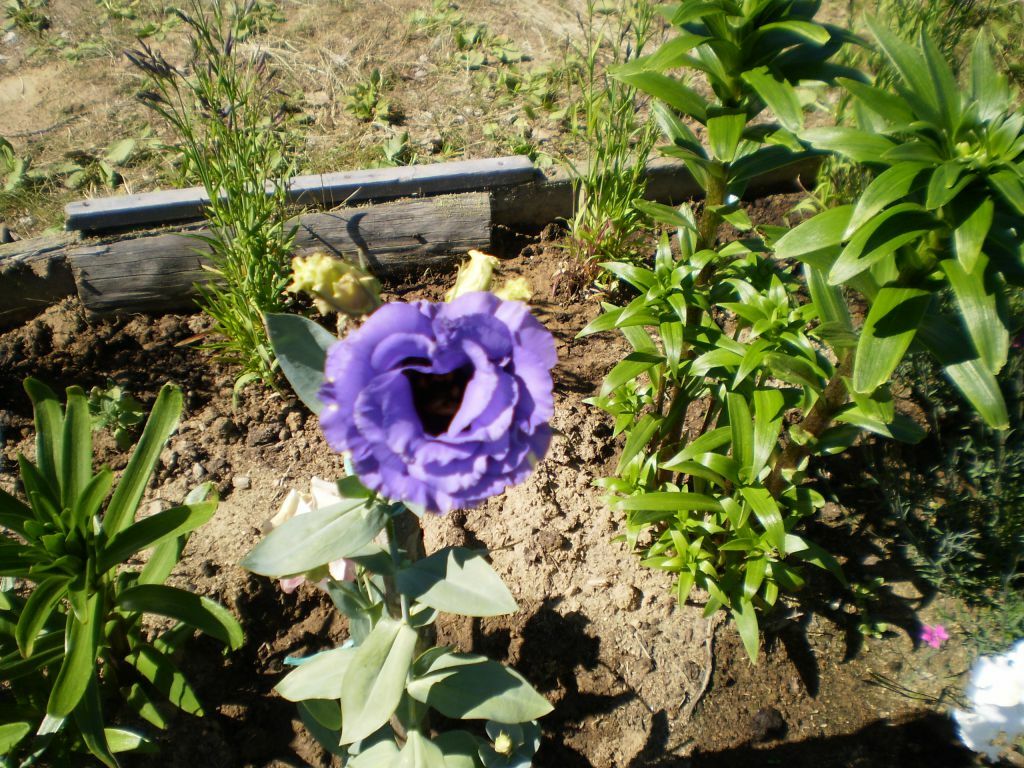 Uma única flor de lisianthus em um canteiro de flores no campo
