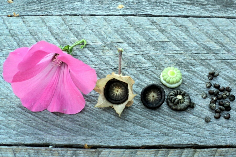 Kvetinová a semenná kapsula trojmesačného vavrínu