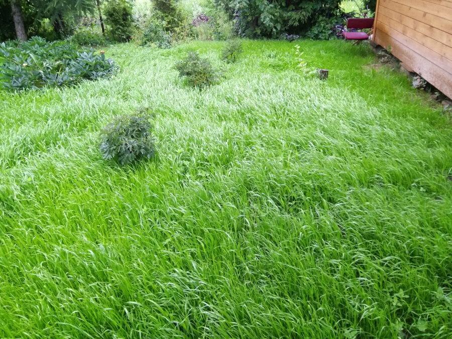 Trawnik na łące przy domku letniskowym