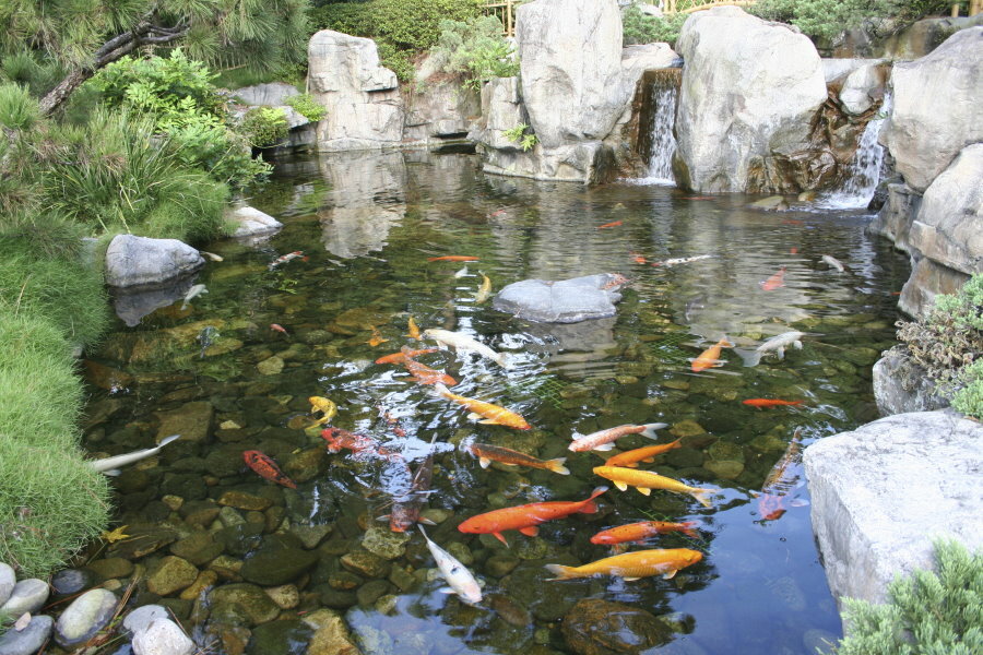 Breeding ornamental fish in a pond in the country