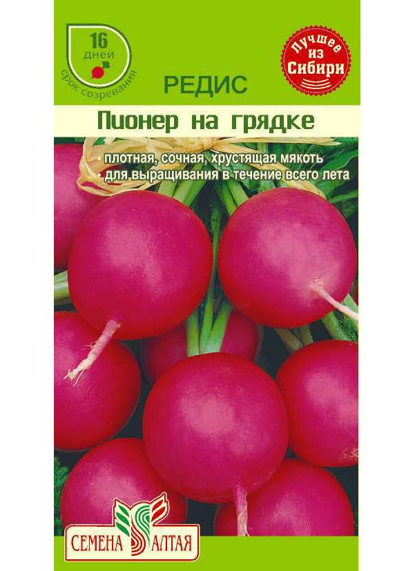 Seeds of Radish Pioneer in the Garden (16 days), 2 g, Seeds of Altai