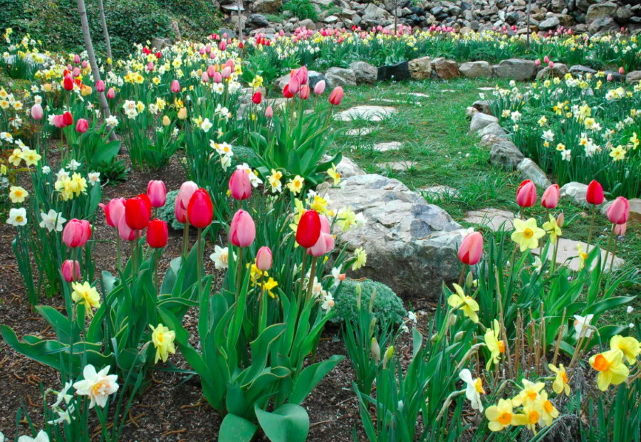 Narcises un tulpes akmeņainā dārzā agrā pavasarī