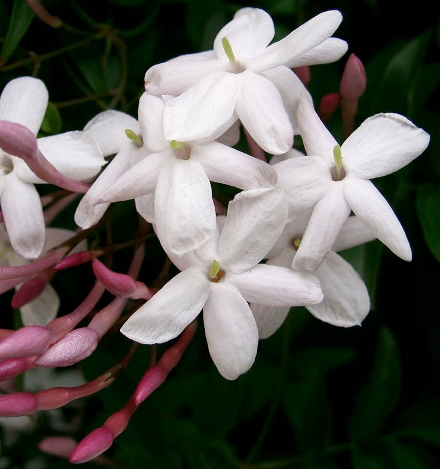 Lange weiße Blütenblätter auf mehrblütigen Jasmin
