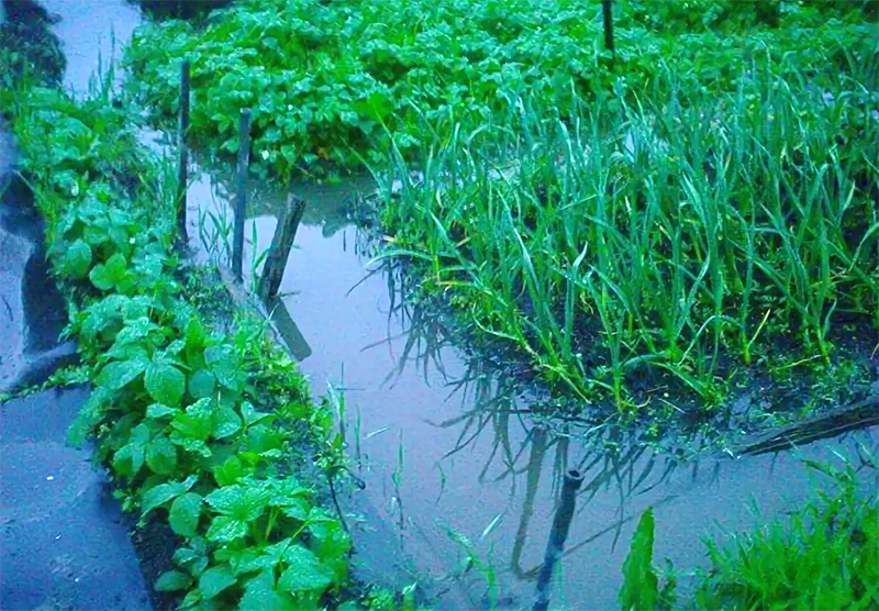 Tehnika zalivanja vključuje popolno napolnitev površine z vodo, po kateri se vlaga postopoma absorbira in hrani rastline.