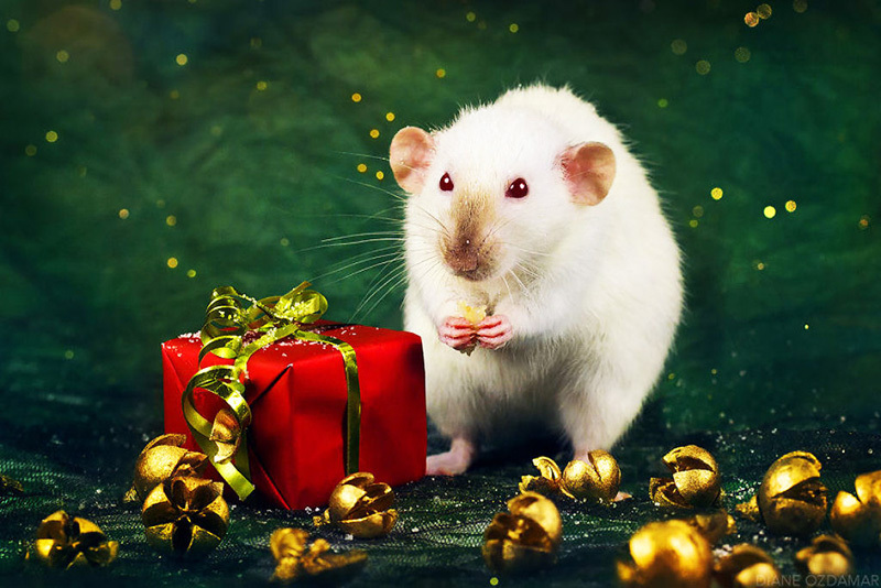 Den vita råttan är mycket förtjust i presenter, särskilt användbara.