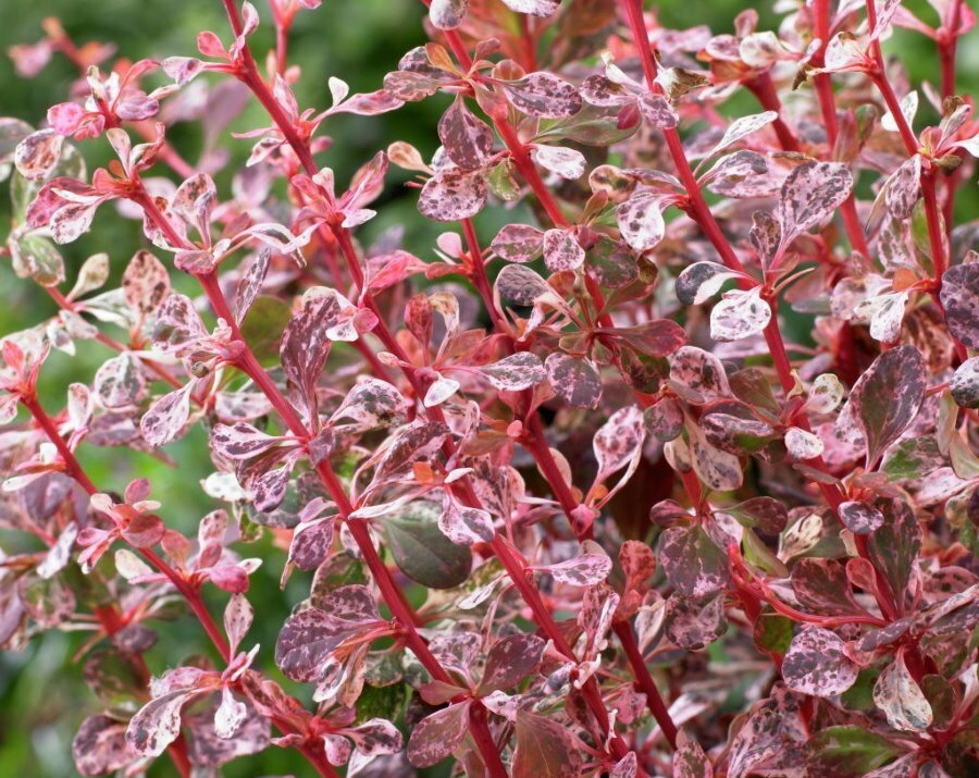 Varierte blader på en barbærbuske av Harlequin -sorten