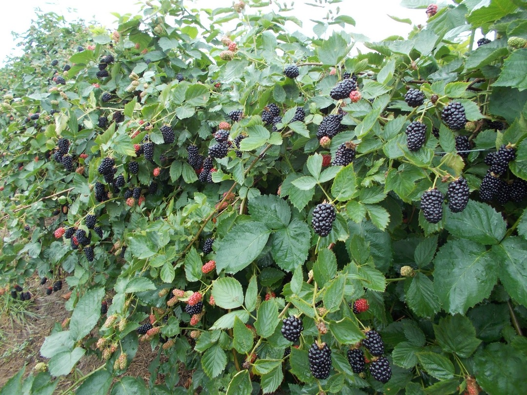 Blackberry Natchez bush