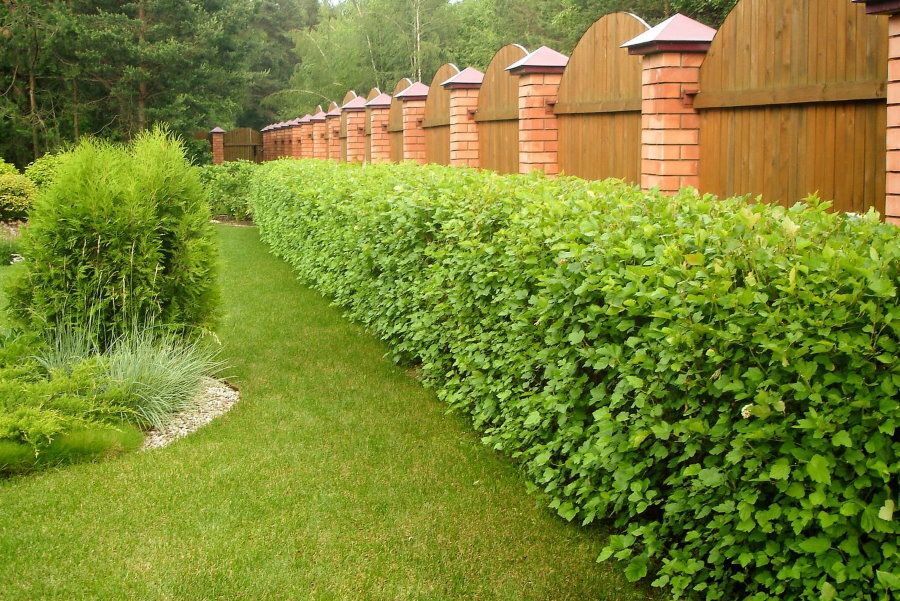 Low hedging along the fence with brick pillars