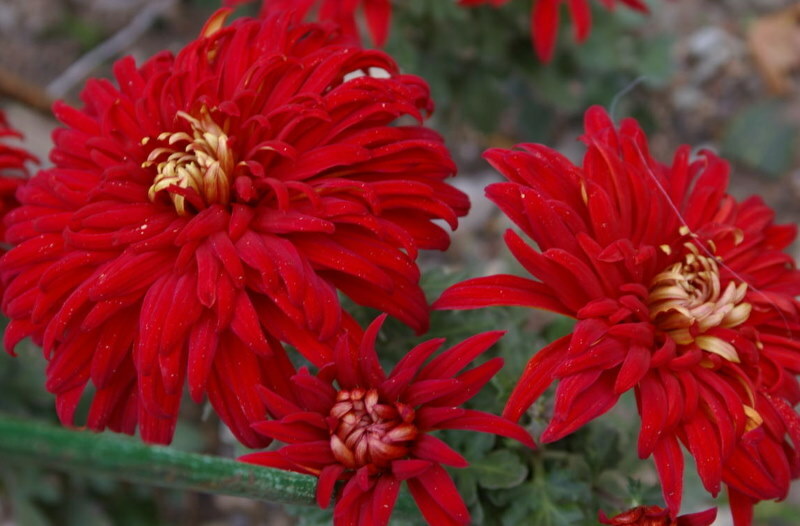 Chrysanthemum variety Coral domestic selection