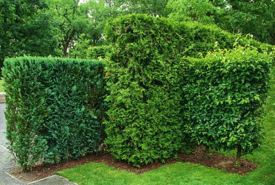 The original form of a hedge in a country garden