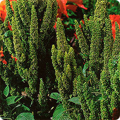 Sementes de vegetais amaranto Krepysh, 1 g de Gavrish