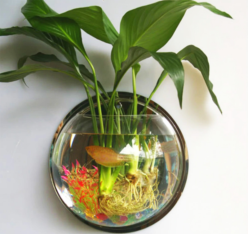 One small fish will feel comfortable in such an aquarium.