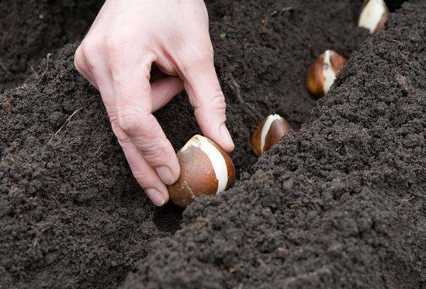 Wie man Zwiebeln von Tulpen bis zum Frühling zu Hause hält