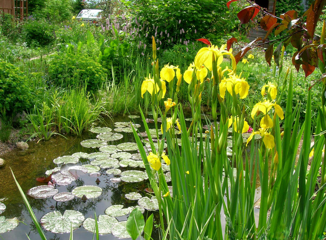 Yellow flowers on marsh iris in a pond