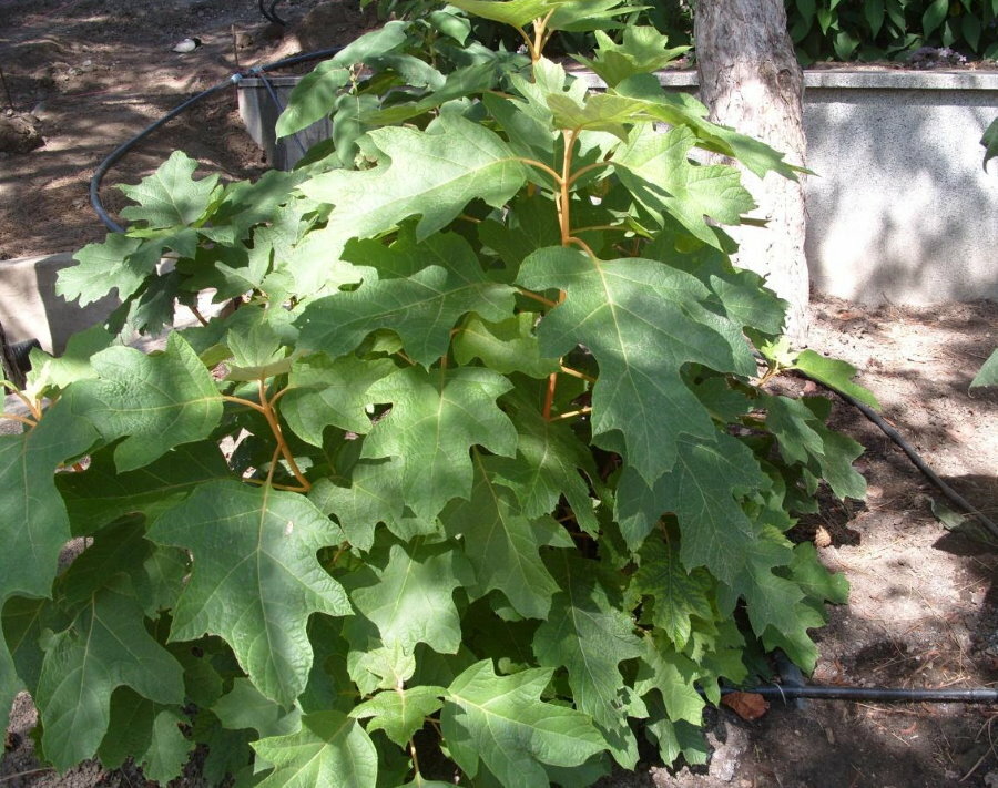 Foto af en busk med egebladet hortensia i skyggen af ​​træer