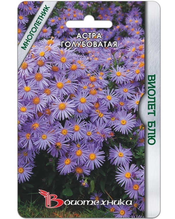 Semena Astra namodralá Violet Blue, 30 ks, Biotechnika