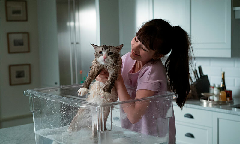 שמפו הטוב ביותר עבור חתולים וחתולים על פי ביקורות של לקוחות
