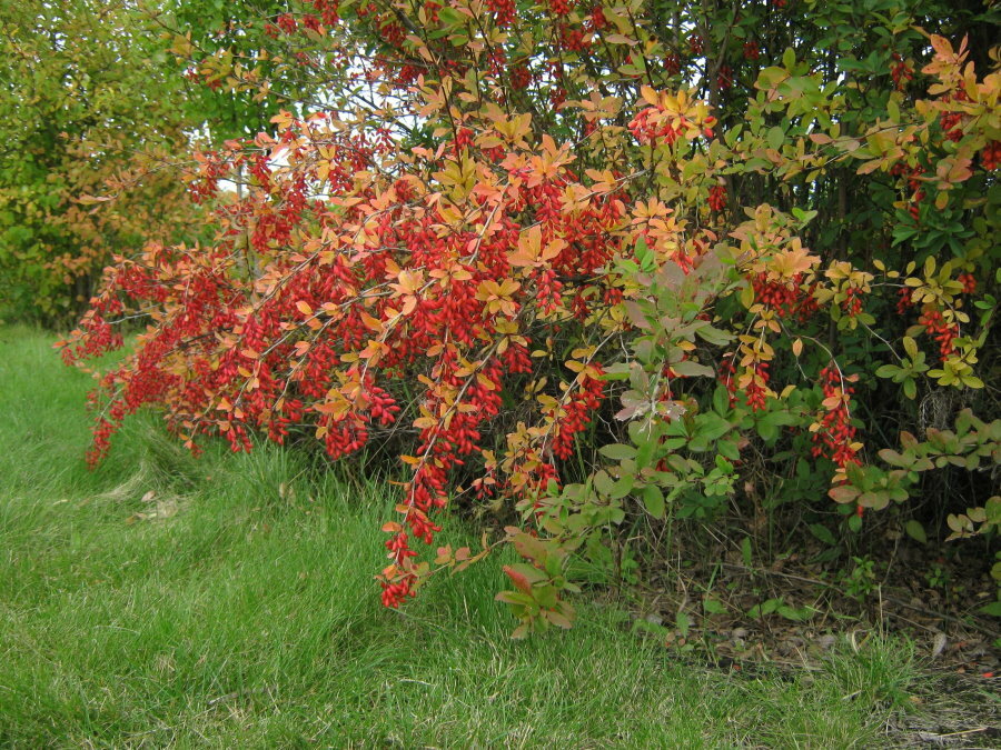 Červené bobule na větvích zahradního dřišťálu