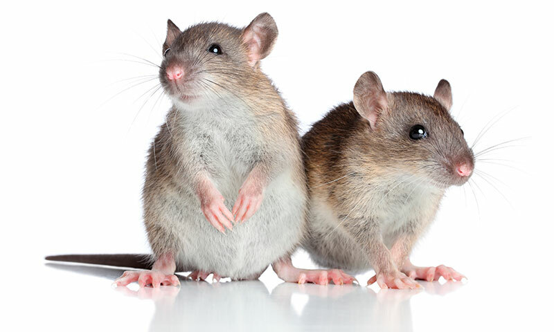 Das beste Futter für Ratten nach den Bewertungen der Käufer