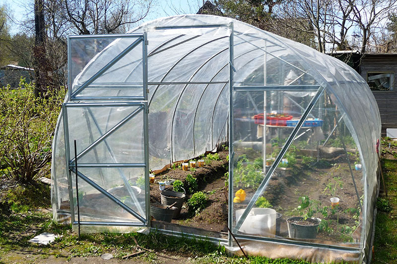 The temperature difference in an ordinary greenhouse and the structure with the " Svetlitsa" is not less than 4 ° С