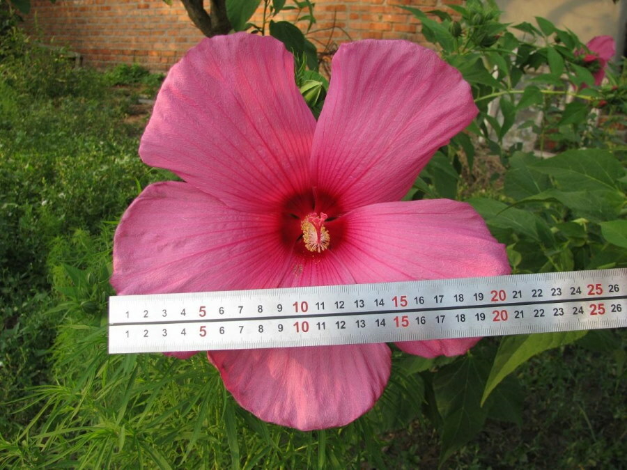 Dimensioni del fiore di ibisco da giardino rosa