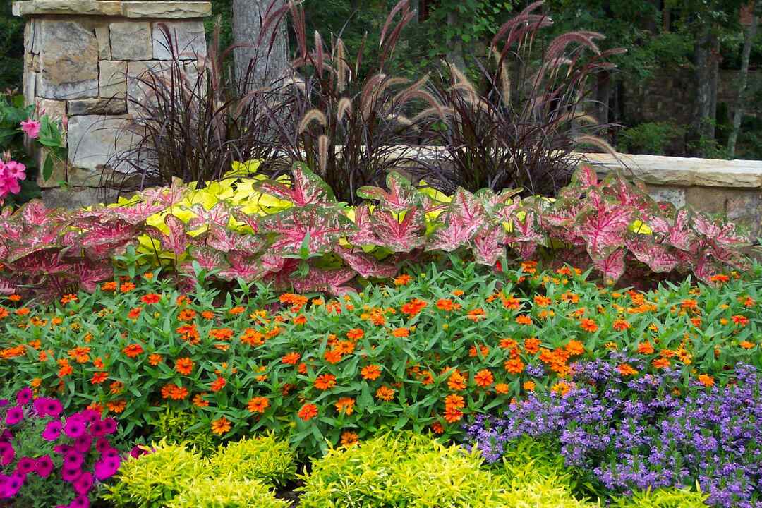flowerbed with perennials
