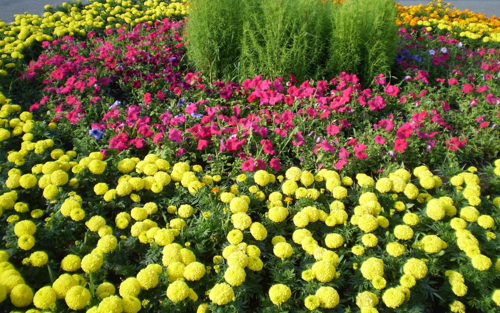 Die Kombination von Marigold mit Petunien im Blumenbeet