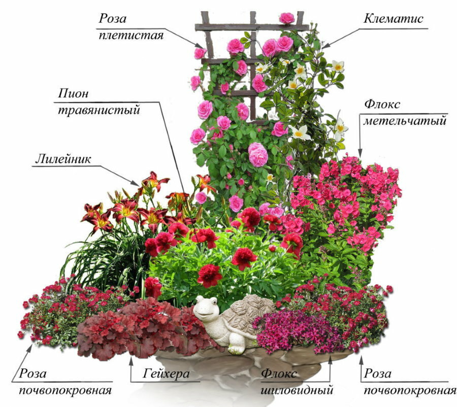 O esquema de um canteiro de flores com rosas e outras flores