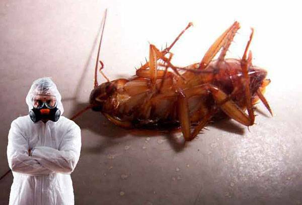 Desinfección de cucarachas o lucha con esparcidores de infección