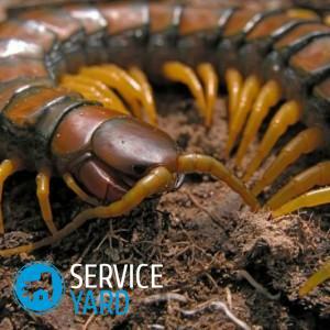Scolopendra in the house - how to get rid?