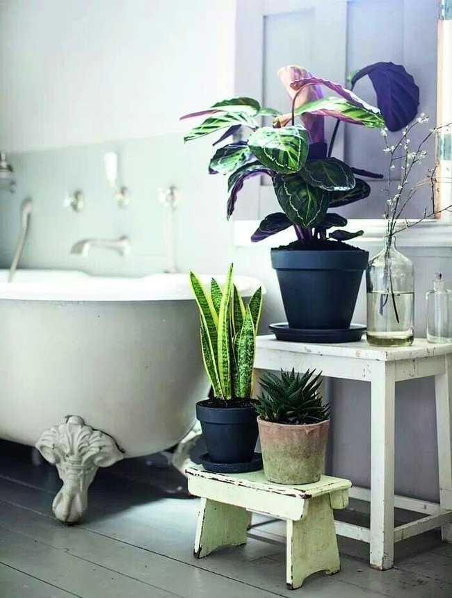 Växter i det inre av badrummet