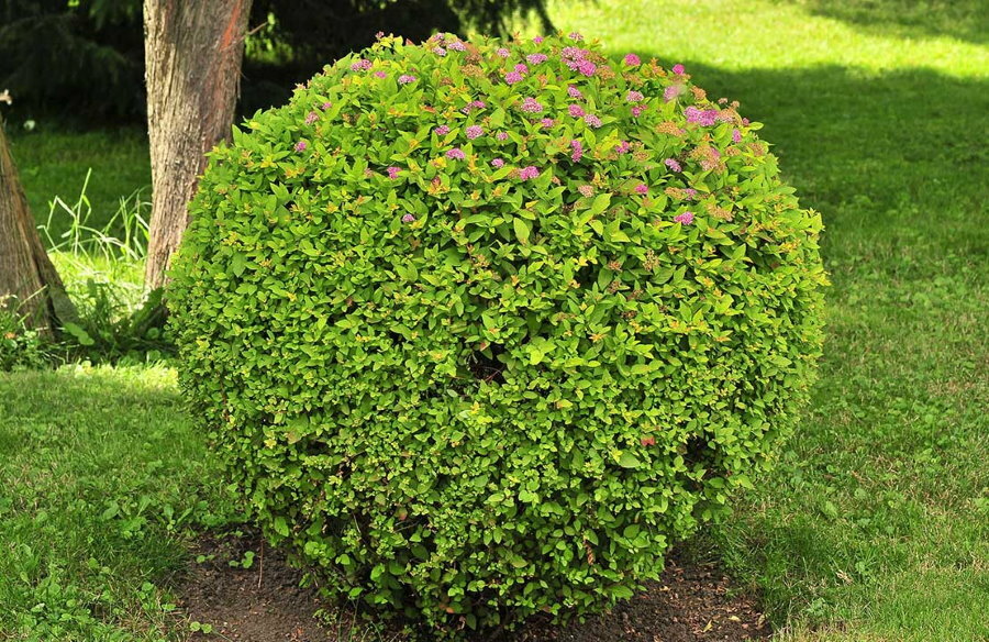 The spherical shape of the garden spirea bush