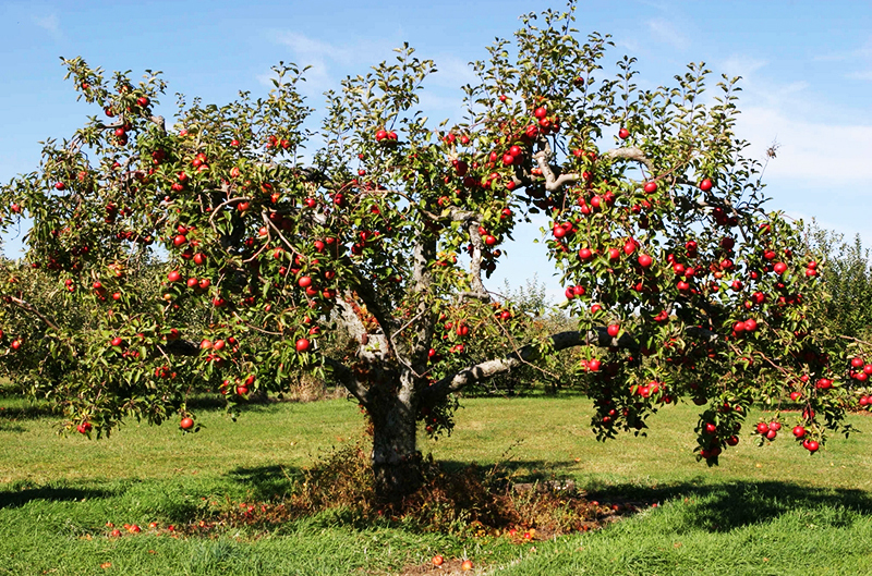 Los árboles frutales como el cerezo, el manzano, el peral o el membrillo también dan buenos resultados: hasta 200 litros por día, pero solo 15 años después de la siembra, cuando una raíz bastante extensa el sistema