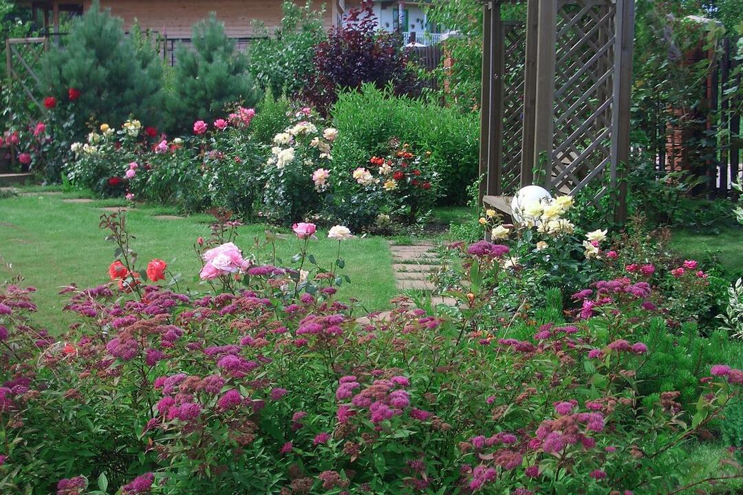 Rožu un spirea kombinācija dārza ainavā