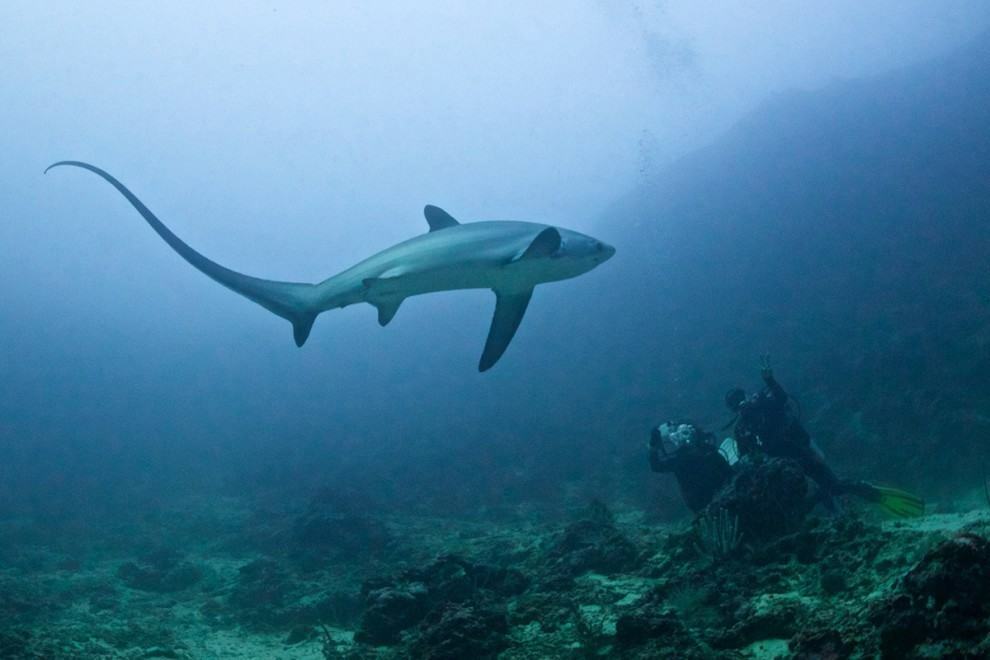 Top 10: Los tiburones más grandes del mundo