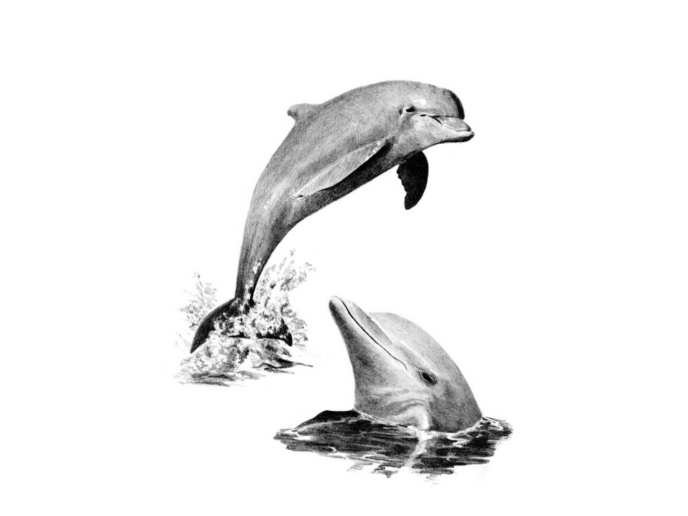 Delfiner skitseringssæt