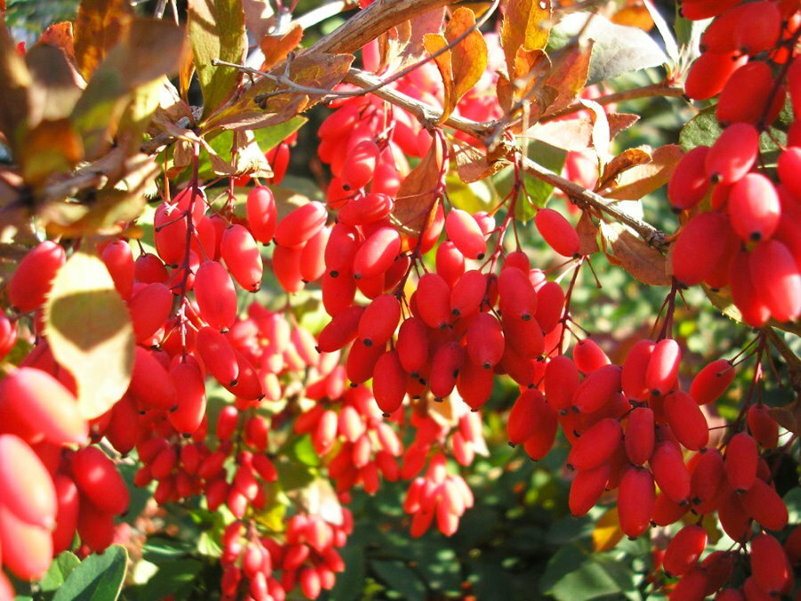Lyse røde frukter på tornede grener av berberis