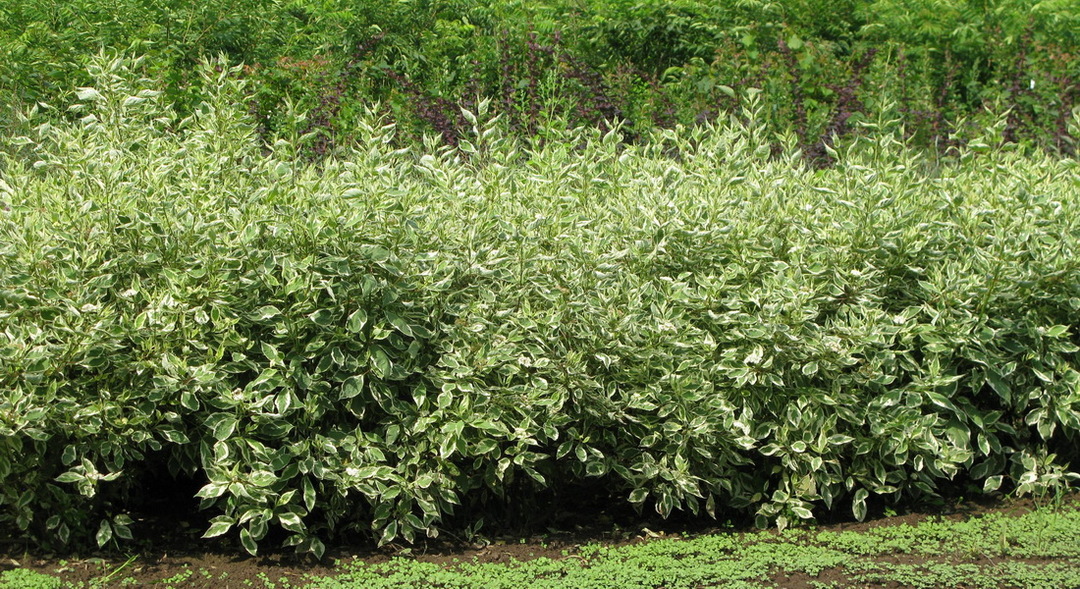Gazon: arbuste blanc, panaché, photo d'utilisation en aménagement paysager
