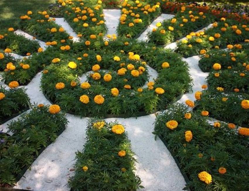 En blomma bädd av ringblommor i form av solen