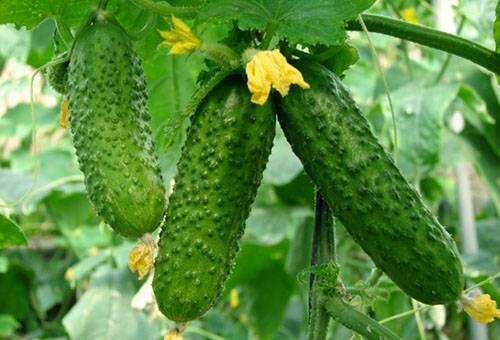 How to keep cucumbers fresh for the winter?