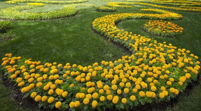 Decor scrubby lawn marigolds